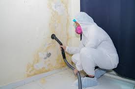 Why You Should Choose Our Mold Remediation Services in Laguna Park, TX